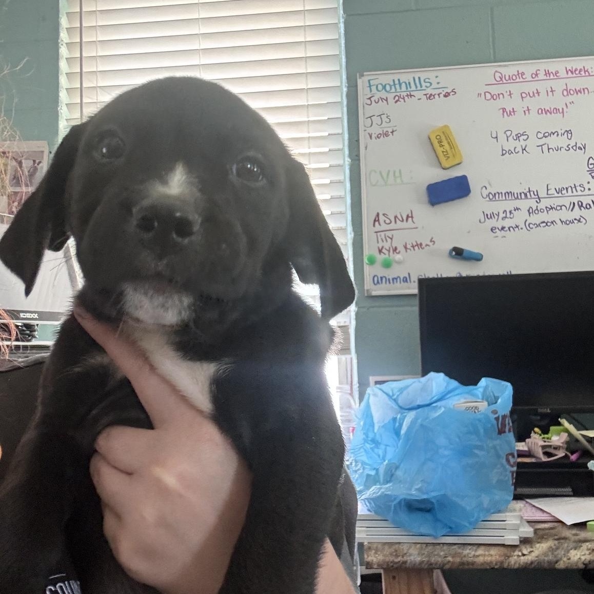 Enlarge Stuffing, a ADOPTABLE Mixed Breed in Marion, NC image 2/2