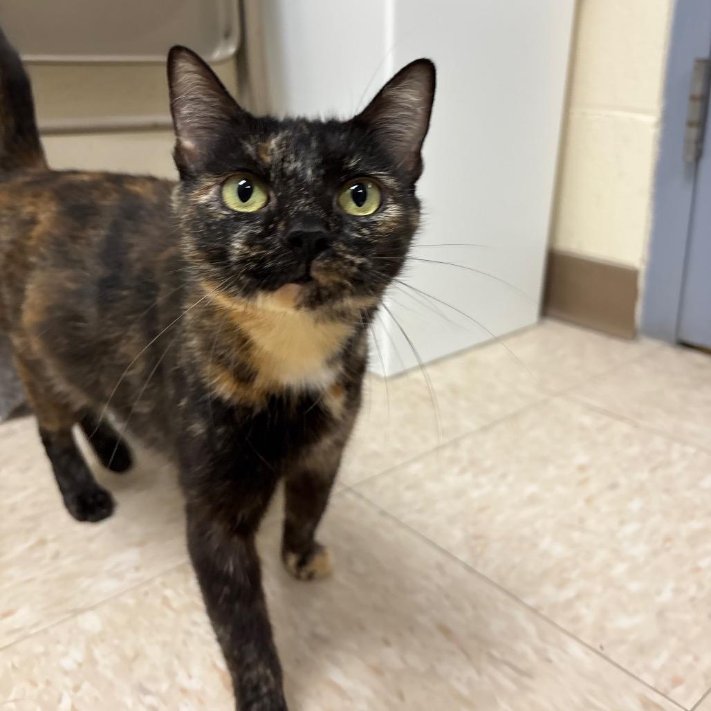 Wisteria, Adoptable, Young Female Domestic Short Hair.