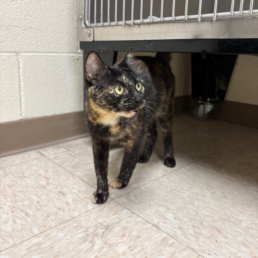 Enlarge Wisteria, a Adoptable Domestic Short Hair in Roxboro, NC image 2/6