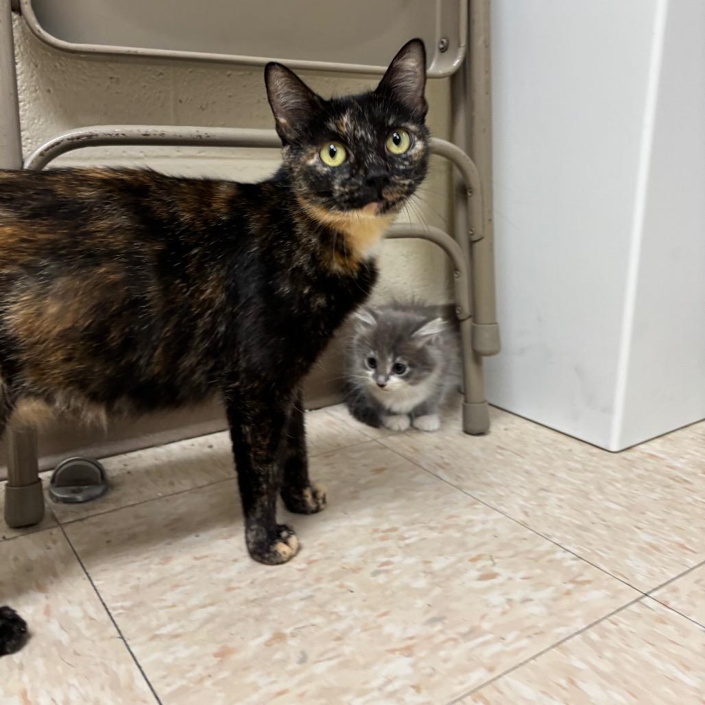 Enlarge Wisteria, a Adoptable Domestic Short Hair in Roxboro, NC image 3/6