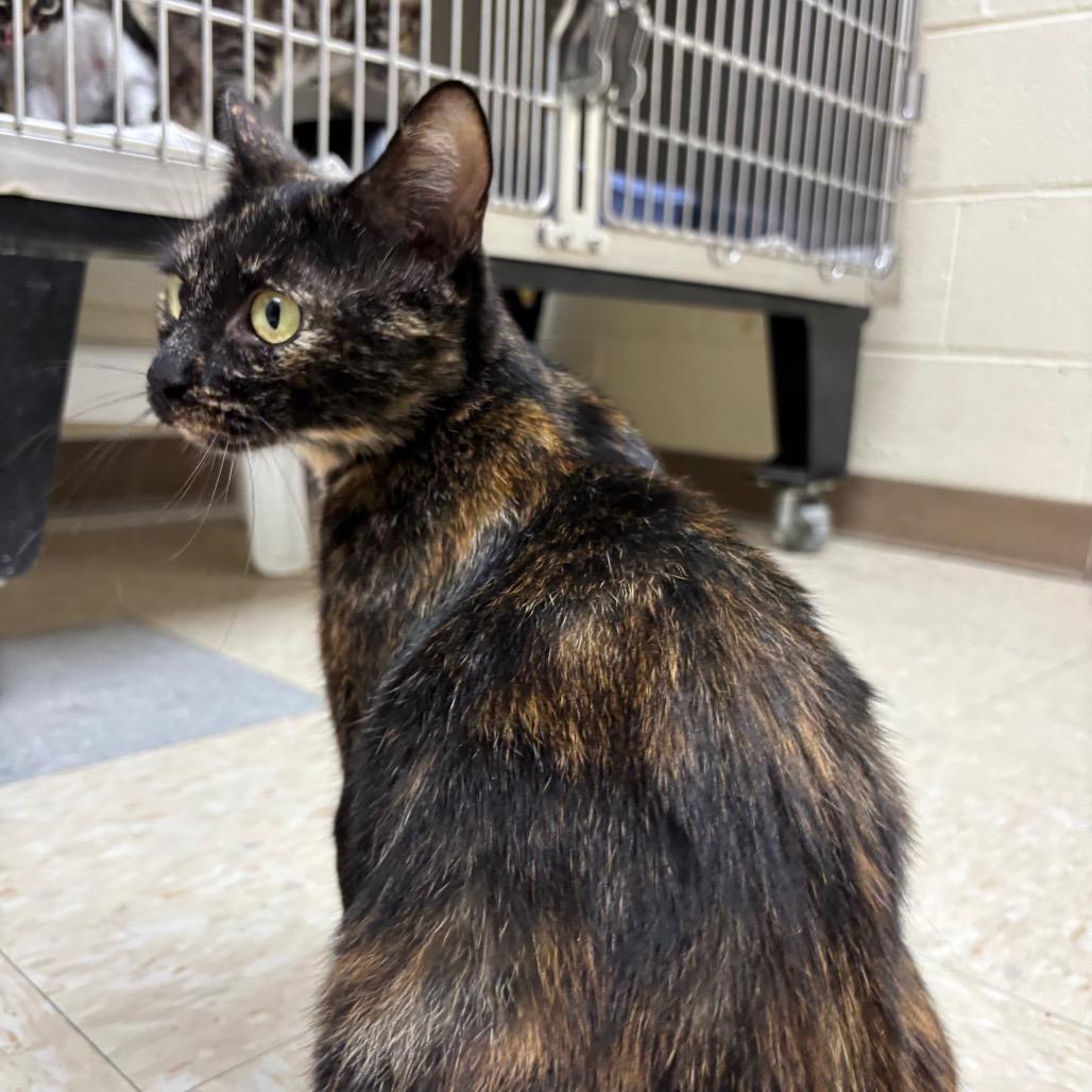 Enlarge Wisteria, a Adoptable Domestic Short Hair in Roxboro, NC image 4/6