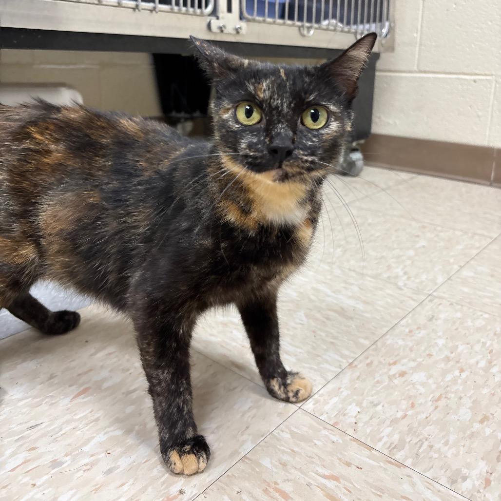 Enlarge Wisteria, a Adoptable Domestic Short Hair in Roxboro, NC image 5/6