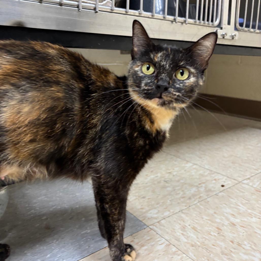 Enlarge Wisteria, a Adoptable Domestic Short Hair in Roxboro, NC image 6/6