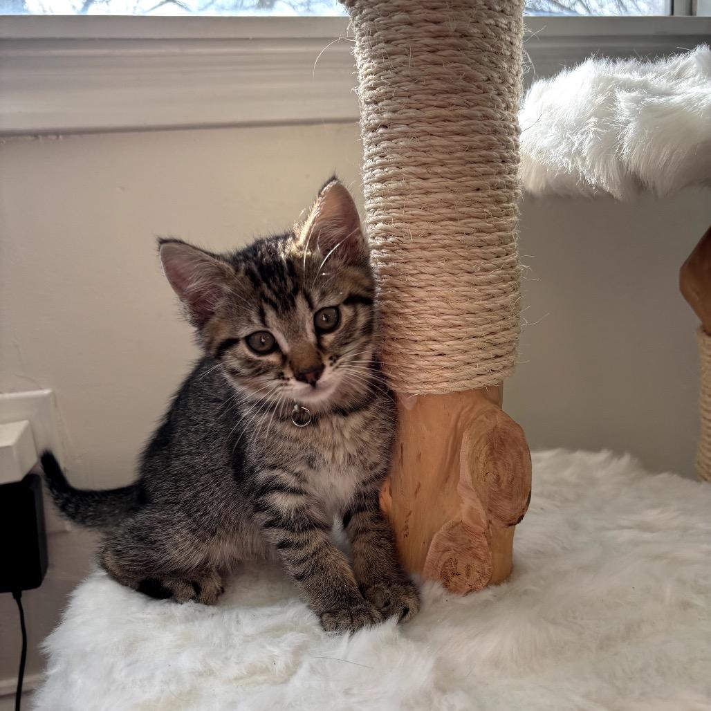 Enlarge Anastasia, a Adoptable Domestic Short Hair in Bountiful, UT image 1/2