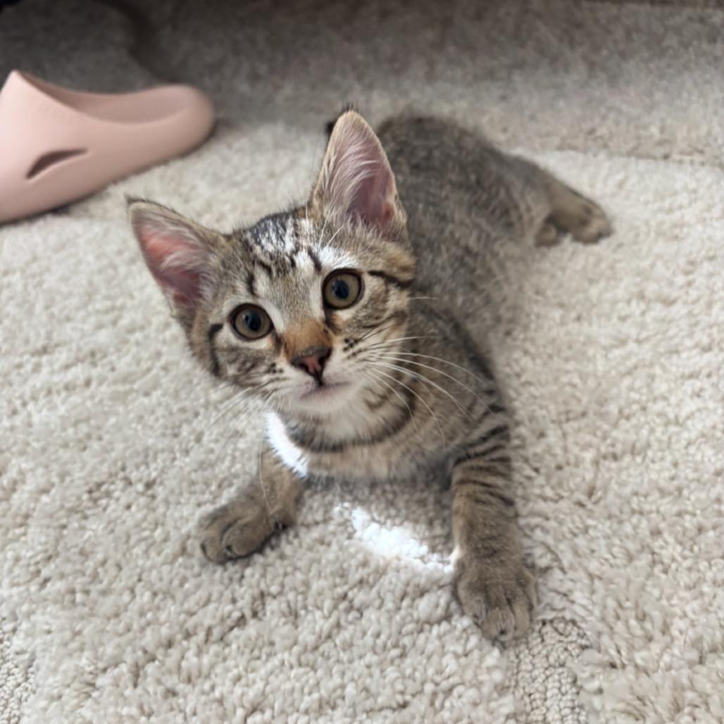 Enlarge Anastasia, a Adoptable Domestic Short Hair in Bountiful, UT image 2/2
