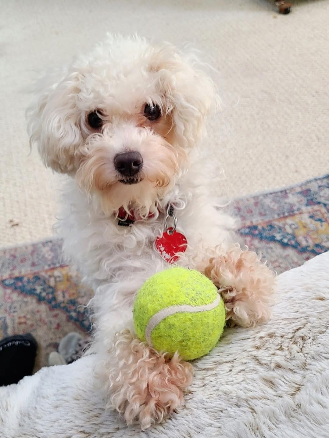 Dulcie, a Adoptable mixed breed in Raleigh, NC image 1/6