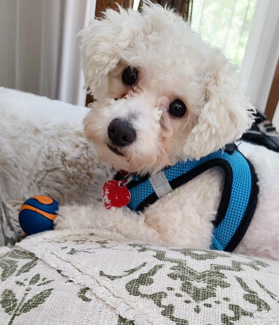 Dulcie, a Adoptable mixed breed in Raleigh, NC image 2/6