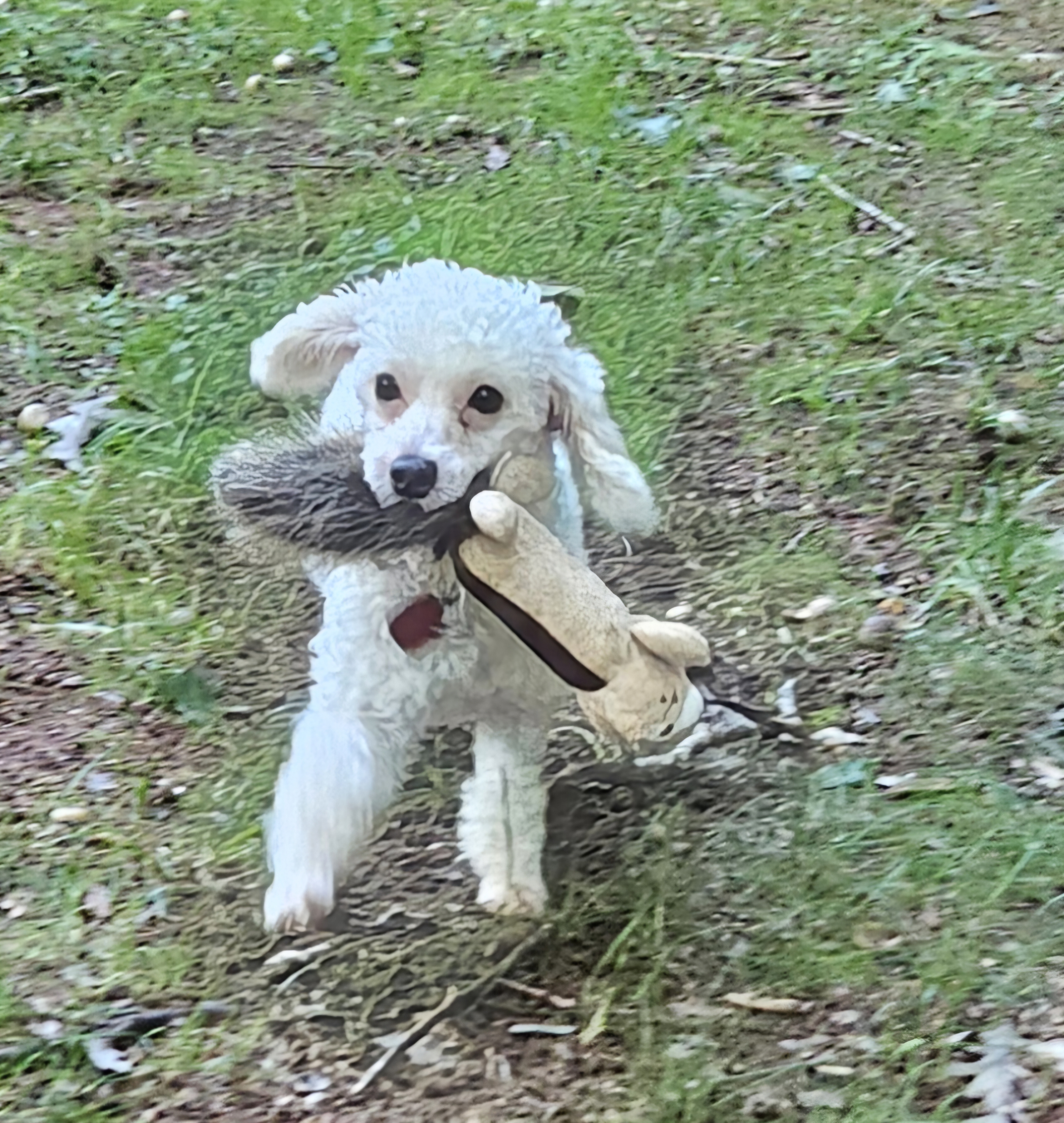 Dulcie, a Adoptable mixed breed in Raleigh, NC image 6/6