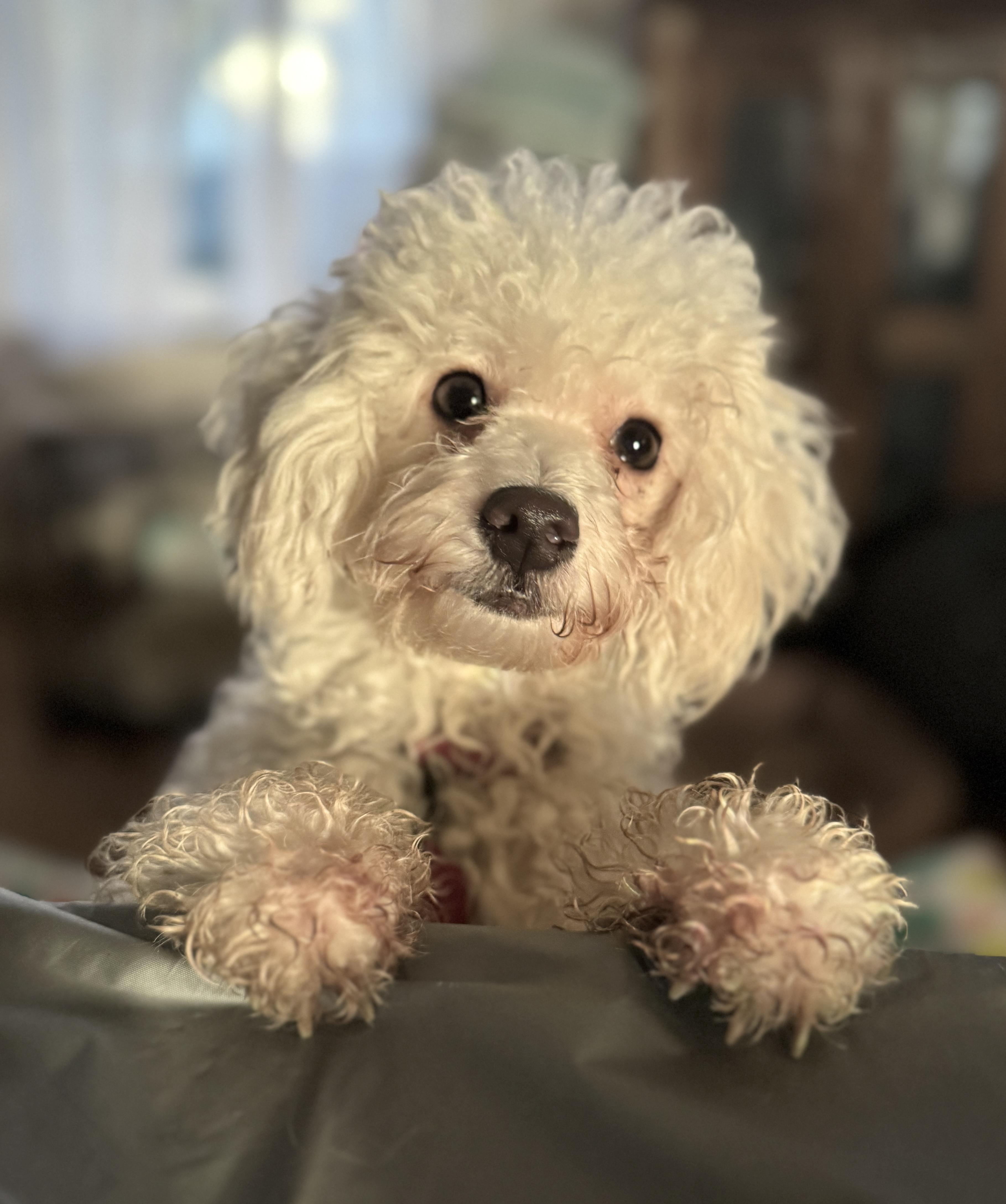 Dulcie, a Adoptable mixed breed in Raleigh, NC image 5/6