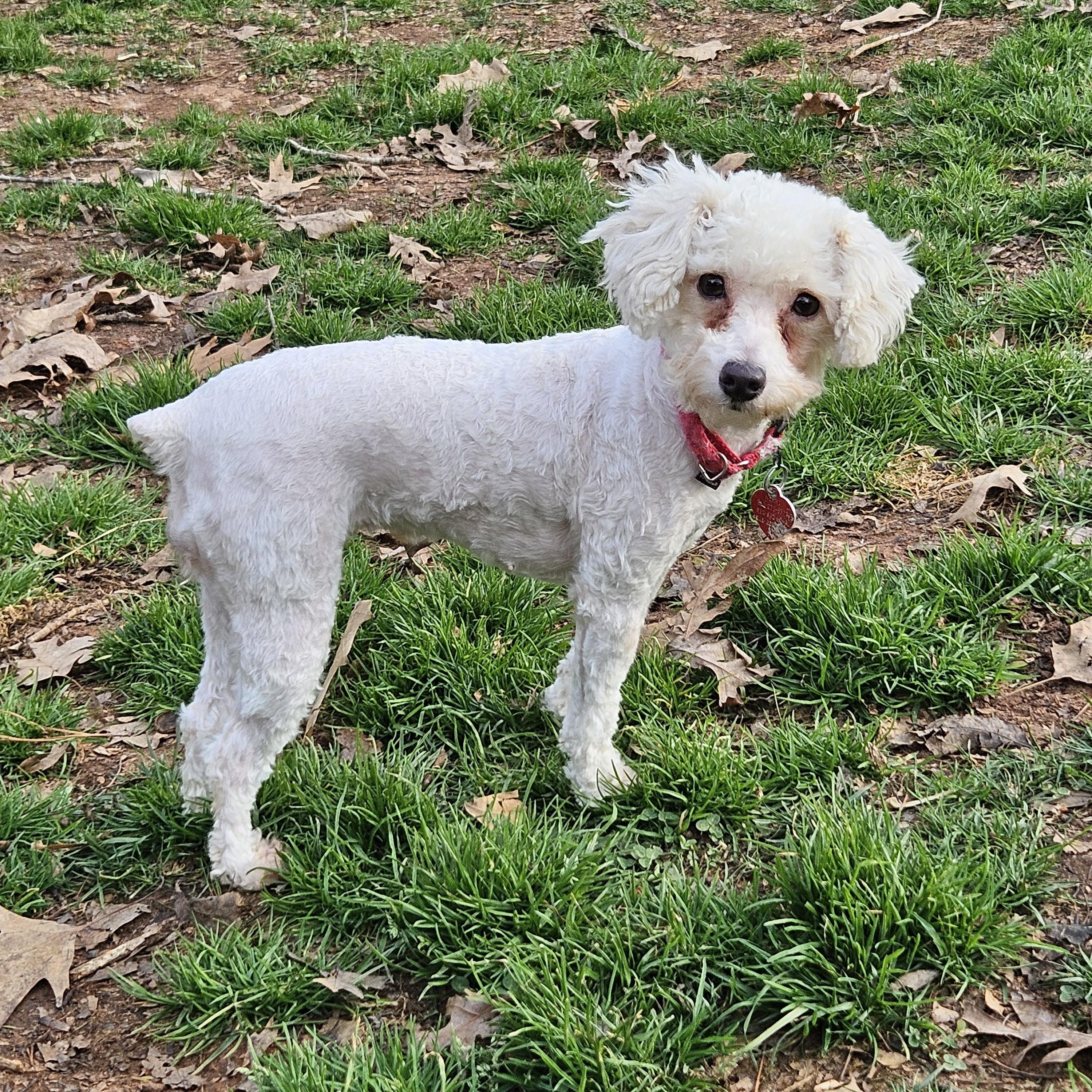 Dulcie, a Adoptable mixed breed in Raleigh, NC image 4/6