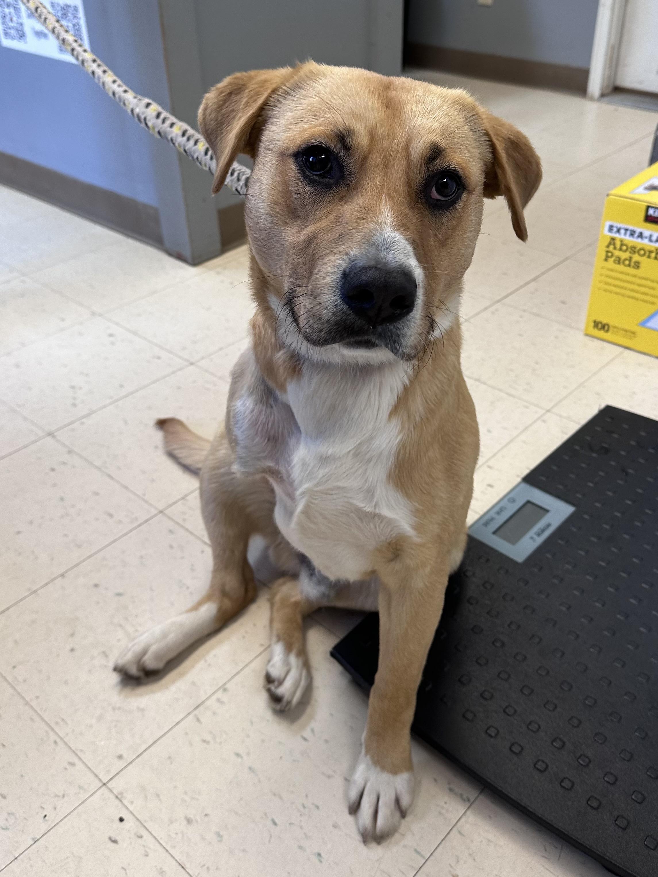 Worm, Adoptable, Adult Male Labrador Retriever.