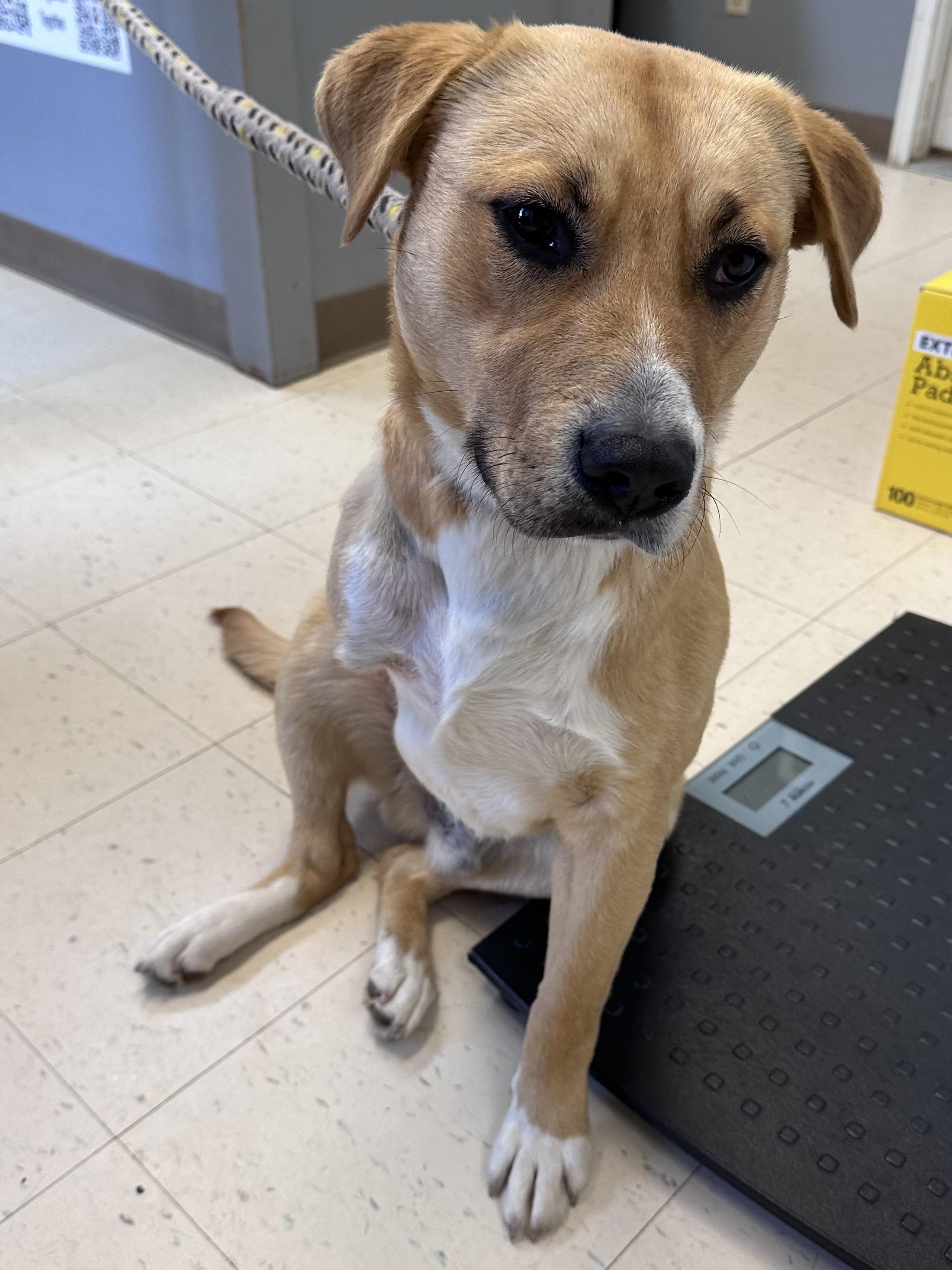 Enlarge Worm, a Adoptable mixed breed in Dyersburg, TN image 2/3