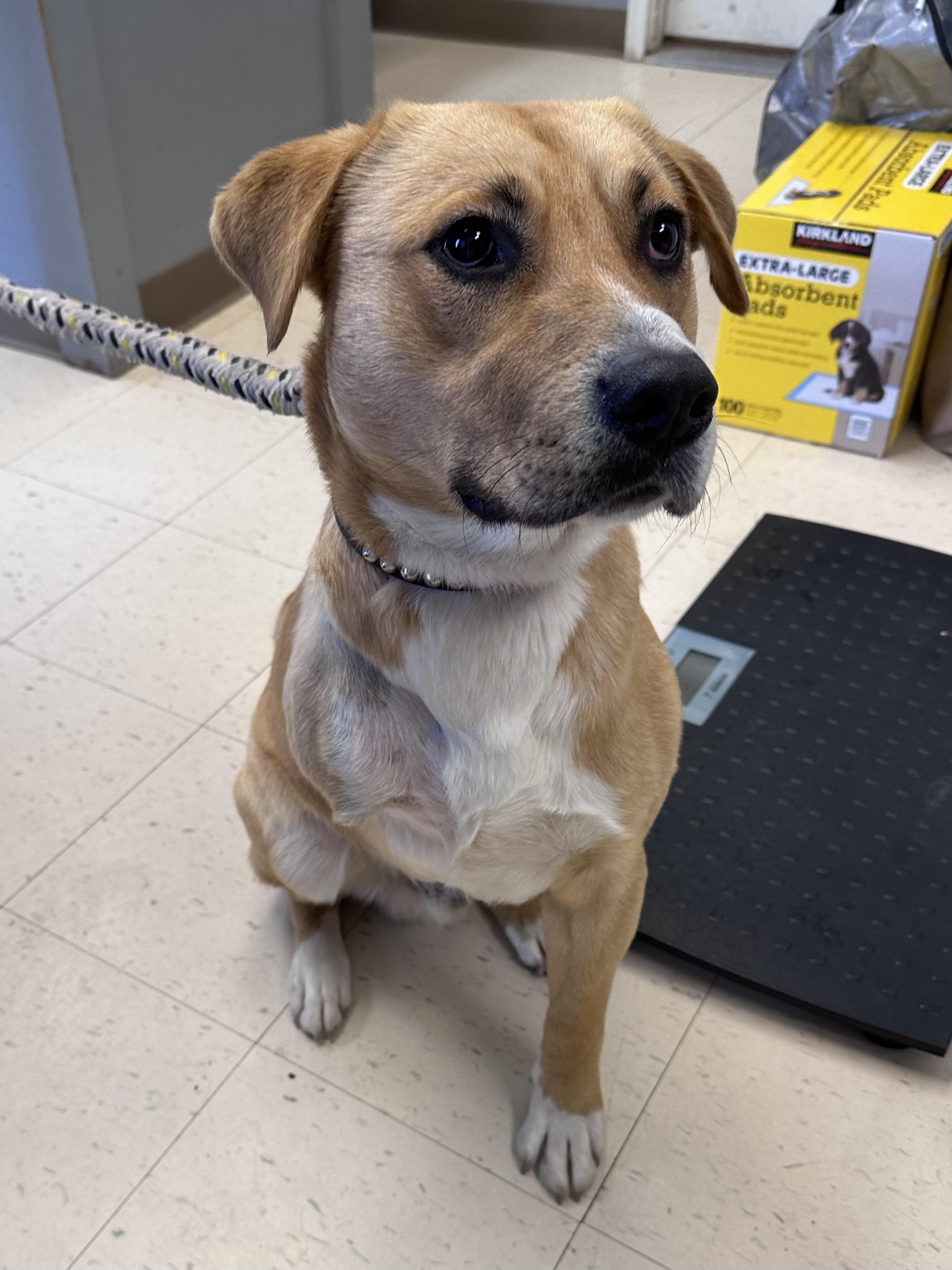Enlarge Worm, a Adoptable mixed breed in Dyersburg, TN image 3/3