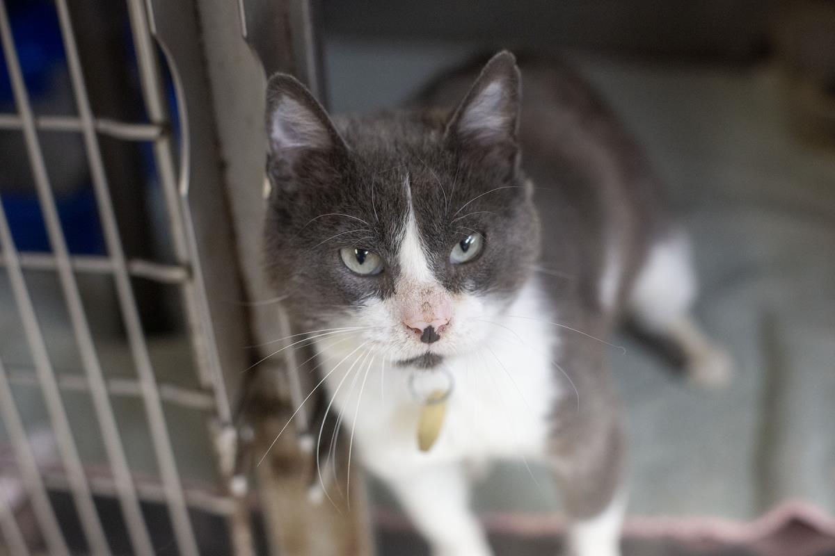 Mr. Potato Head, Adoptable, Adult Male Domestic Short Hair.