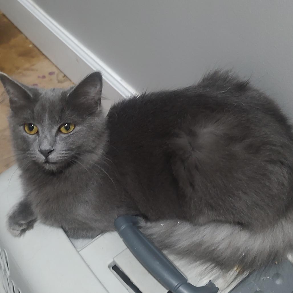 Nancy Sinatra, Adoptable, Young Female Domestic Medium Hair.