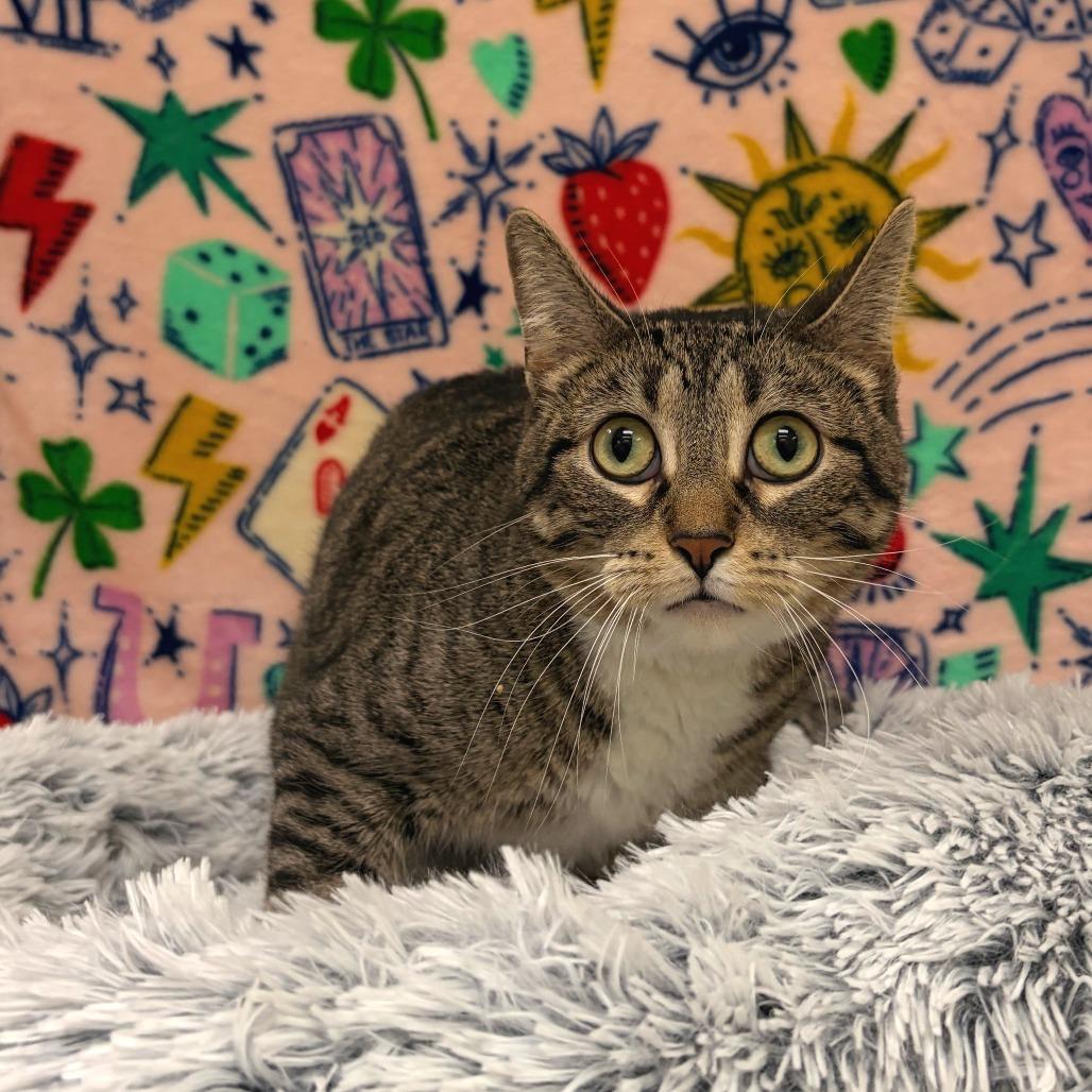 Enlarge Bambi, a Adoptable Domestic Short Hair in Deerfield, IL image 1/1