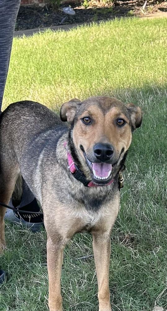 Abigail (Abbey), Adoptable, Young Female Hound & Shepherd.