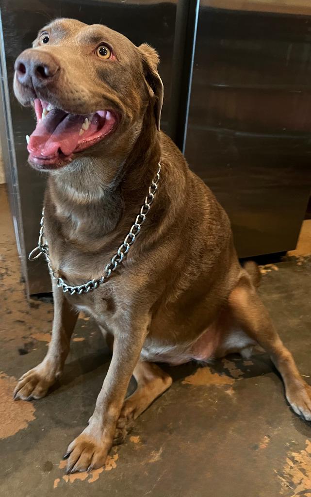 Enlarge Hershey, a Adoptable Weimaraner in Farmersville, TX image 1/5