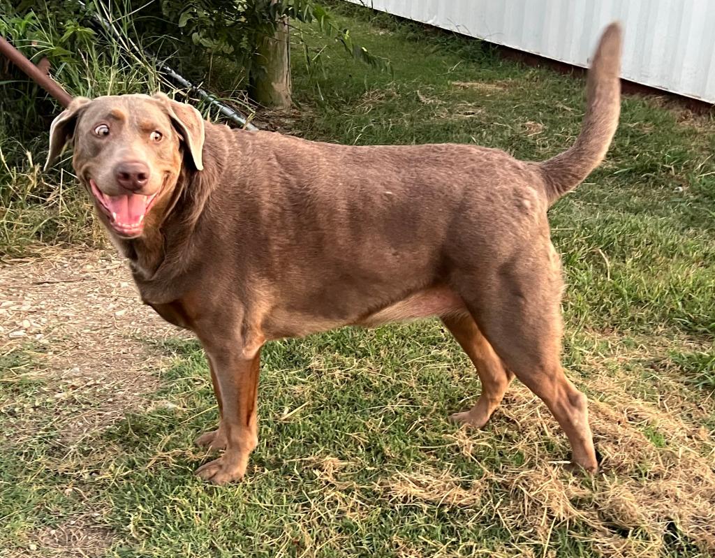 Enlarge Hershey, a Adoptable Weimaraner in Farmersville, TX image 2/5