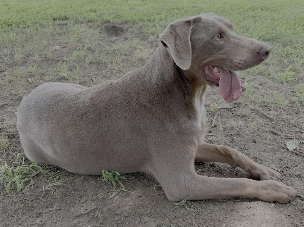 Enlarge Hershey, a Adoptable Weimaraner in Farmersville, TX image 3/5