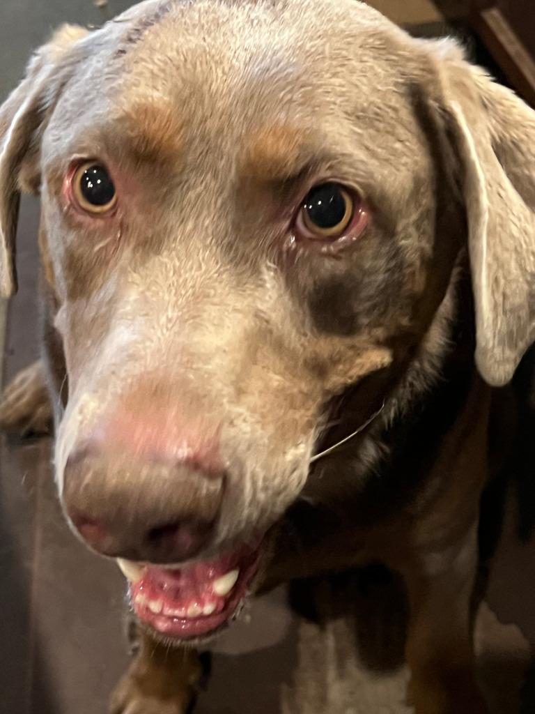 Enlarge Hershey, a Adoptable Weimaraner in Farmersville, TX image 4/5