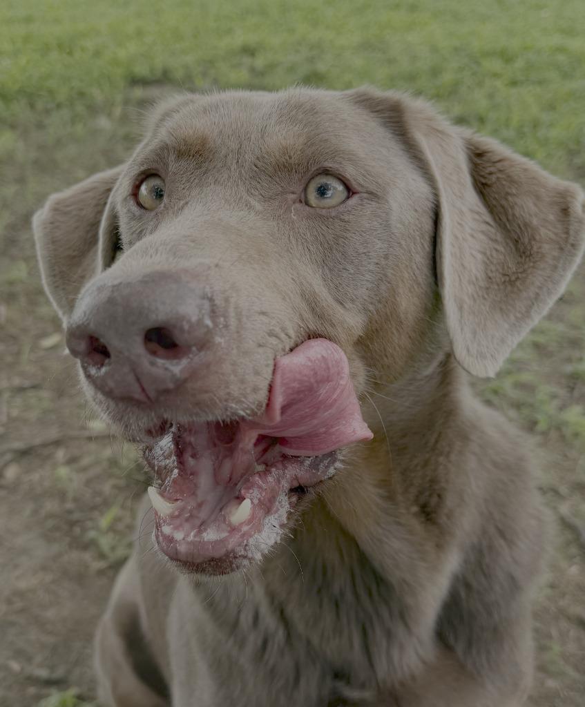 Enlarge Hershey, a Adoptable Weimaraner in Farmersville, TX image 5/5
