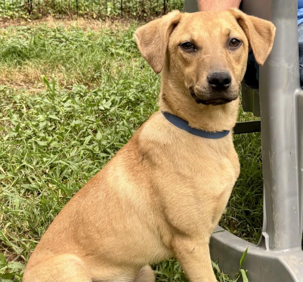 Liberty, a Adoptable mixed breed in Milton, DE image 1/6