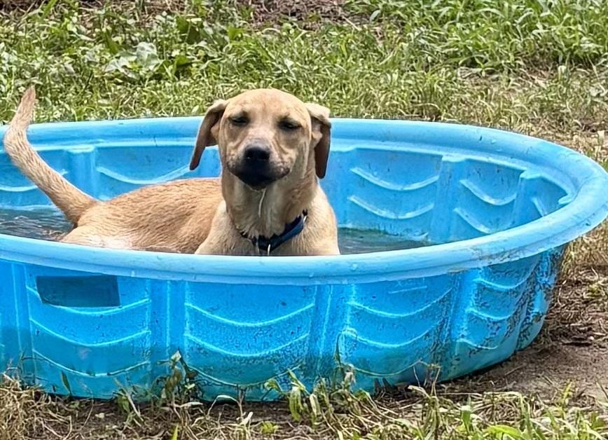 Liberty, a Adoptable mixed breed in Milton, DE image 2/6