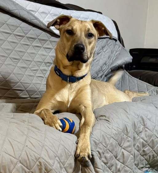 Liberty, a Adoptable mixed breed in Milton, DE image 3/6