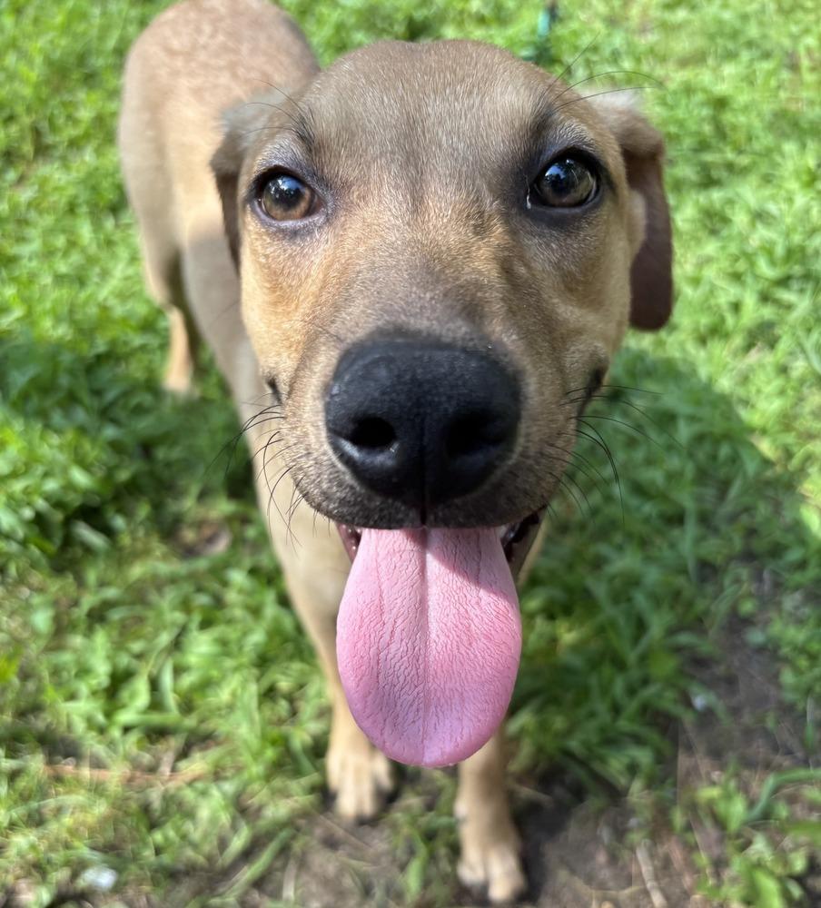 Liberty, a Adoptable mixed breed in Milton, DE image 4/6