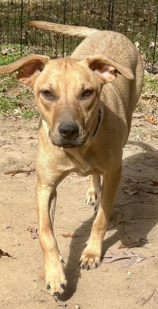 Liberty, a Adoptable mixed breed in Milton, DE image 5/6