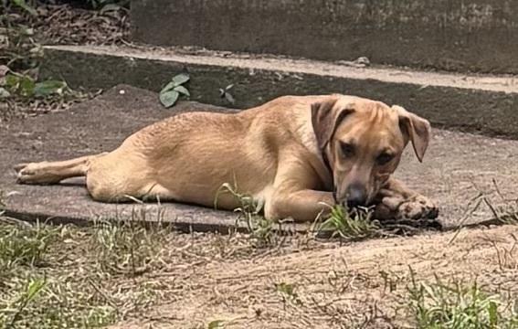 Liberty, a Adoptable mixed breed in Milton, DE image 6/6