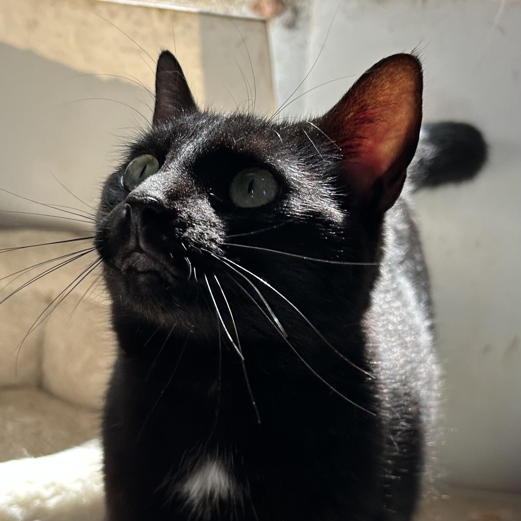 Millie 1
