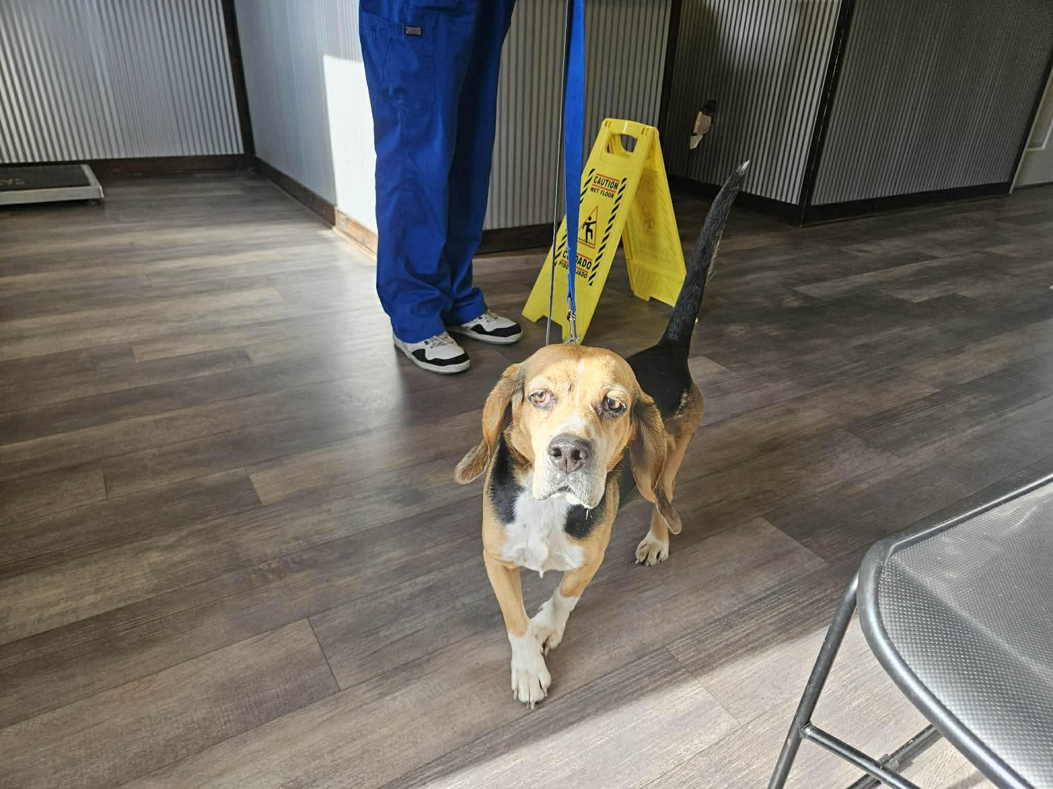 Enlarge Rambo, a ADOPTABLE Beagle in Lockport, NY image 2/2