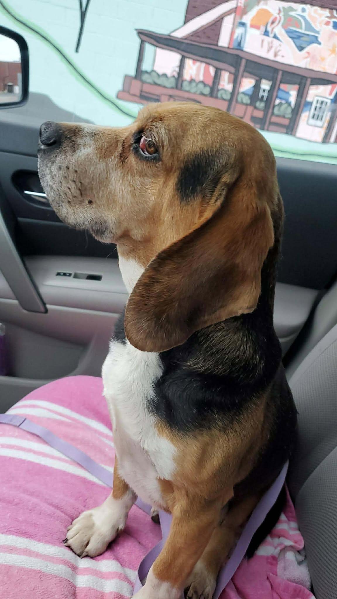 Enlarge Rambo, a ADOPTABLE Beagle in Lockport, NY image 1/2