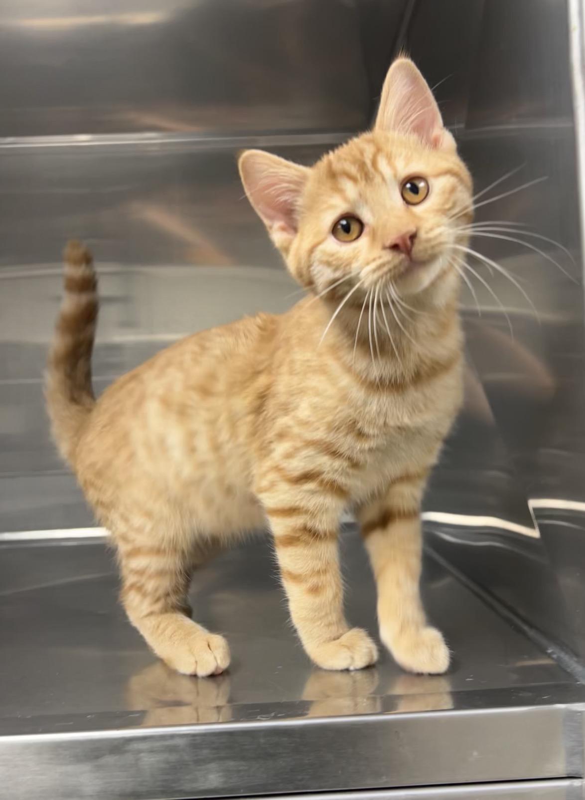 Jigsaw, a Adoptable Domestic Short Hair in Montville, NJ image 2/4