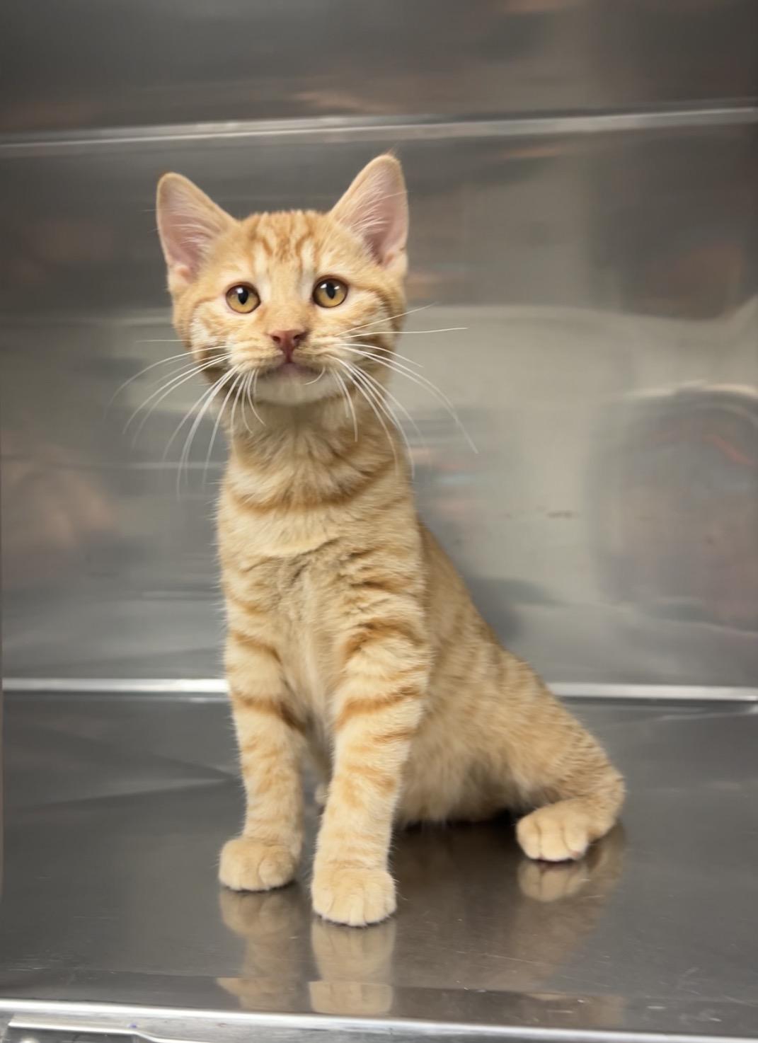 Jigsaw, a Adoptable Domestic Short Hair in Montville, NJ image 4/4
