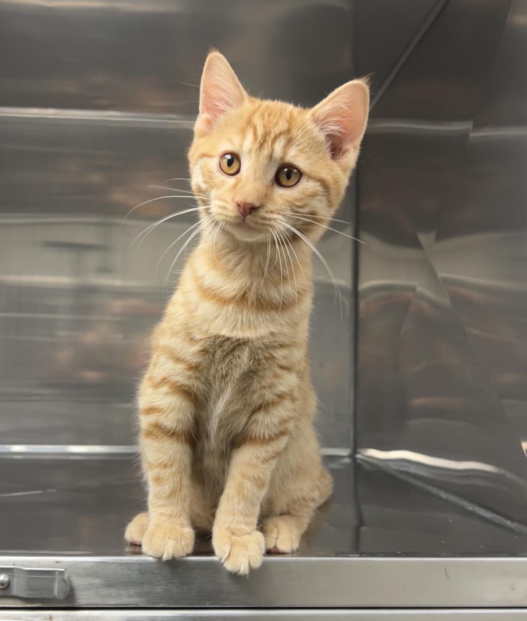 Jigsaw, a Adoptable Domestic Short Hair in Montville, NJ image 3/4