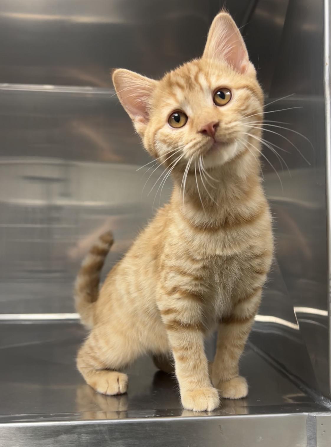 Jigsaw, Adoptable, Kitten Male Domestic Short Hair.
