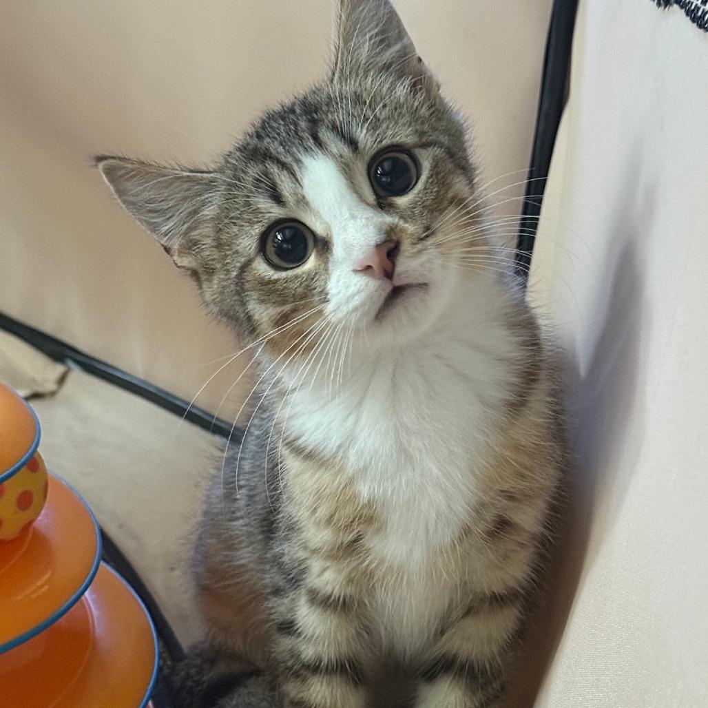 Enlarge 26-245 Audi, a Adoptable Domestic Short Hair in North Branford, CT image 1/1