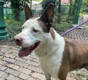 Enlarge Cochise, a Adoptable Husky in Savannah, MO image 3/4