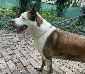 Enlarge Cochise, a Adoptable Husky in Savannah, MO image 2/4