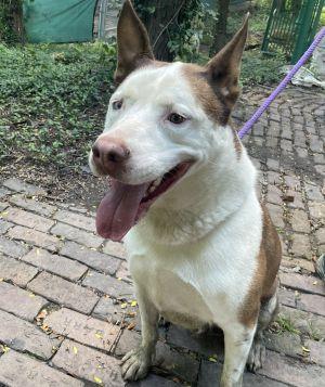 Cochise, Adoptable, Adult Male Husky.