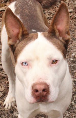 Enlarge Cochise, a Adoptable Husky in Savannah, MO image 1/1
