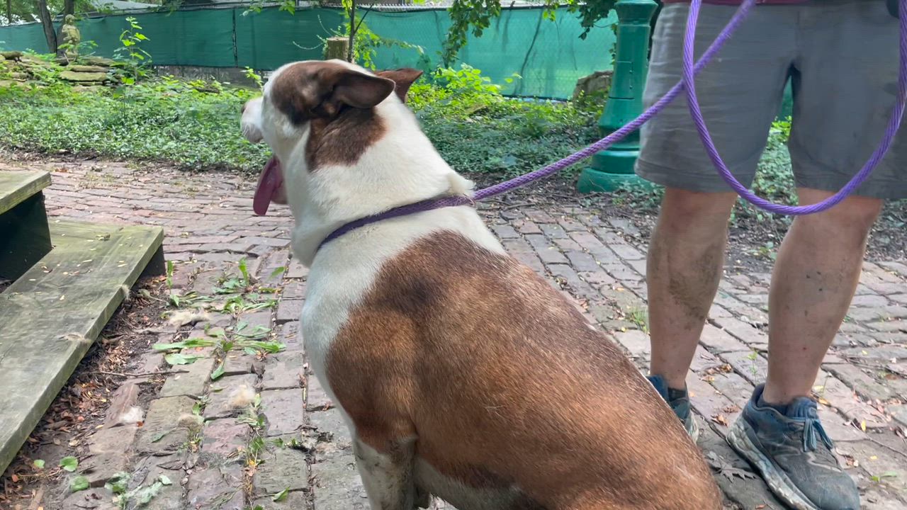 Enlarge Cochise, a Adoptable Husky in Savannah, MO video 4/4