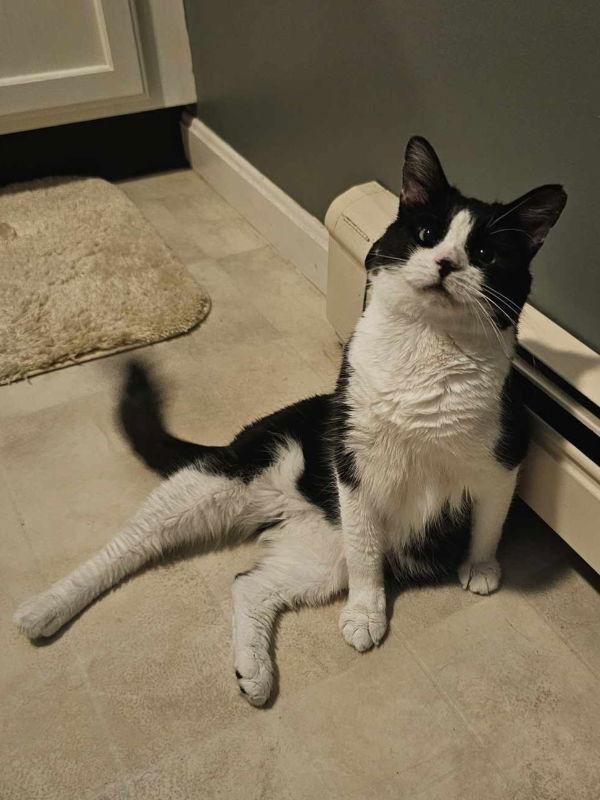 Rosita, a Adoptable Domestic Short Hair in Gonic, NH image 1/3