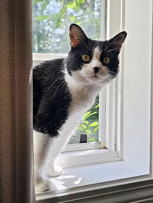 Rosita, a Adoptable Domestic Short Hair in Gonic, NH image 2/3