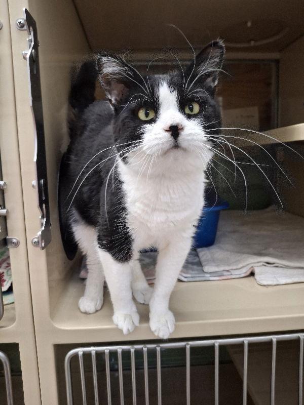 Rosita, a Adoptable Domestic Short Hair in Gonic, NH image 3/3