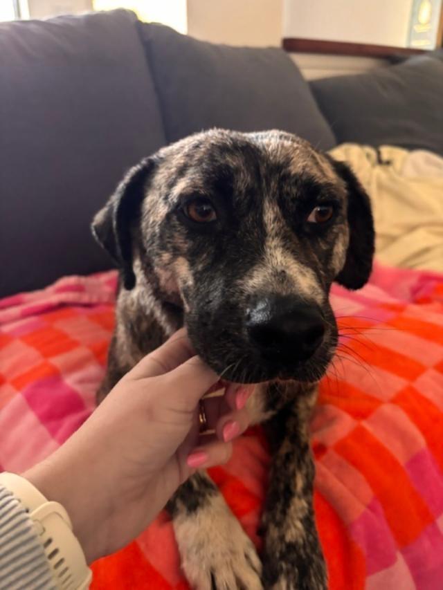 Poppy, a Adoptable mixed breed in San Ysidro, CA image 1/6