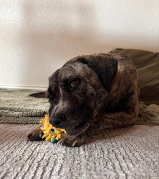 Poppy, a Adoptable mixed breed in San Ysidro, CA image 2/6